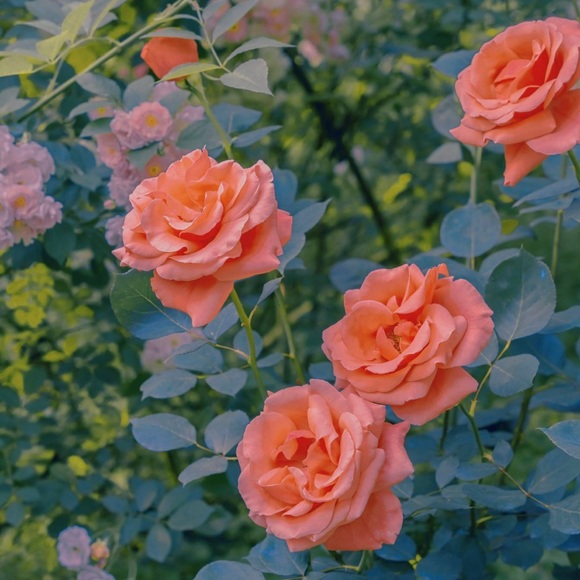 Meet your Posher, Vivian - Picture 1 of 1